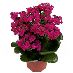 KALANCHOE ELITE PURPLE 15CM POT – The Heritage Nursery