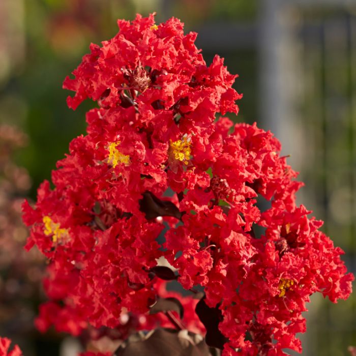 CREPE MYRTLE DIAMONDS IN THE DARK BEST RED 33CM