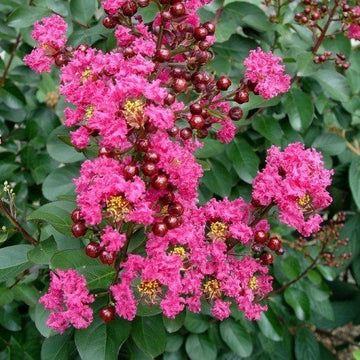 CREPE MYRTLE DWARF LITTLE CHIEF 25CM – The Heritage Nursery