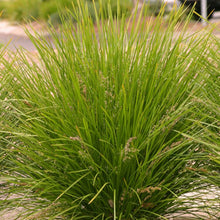 Load image into Gallery viewer, LOMANDRA LIME TUFF 18CM POT
