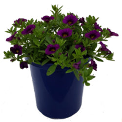 CALIBRACHOA ELITE MIDNIGHT BLUE 15CM POT