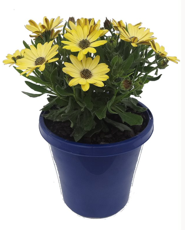 OSTEOSPERMUM ELITE LEMONADE 15CM POT