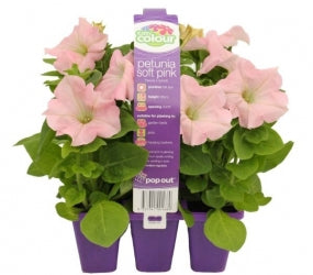 PETUNIA SOFT PINK - 6 PACK