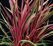 Load image into Gallery viewer, CORDYLINE CAN CAN 18CM POT
