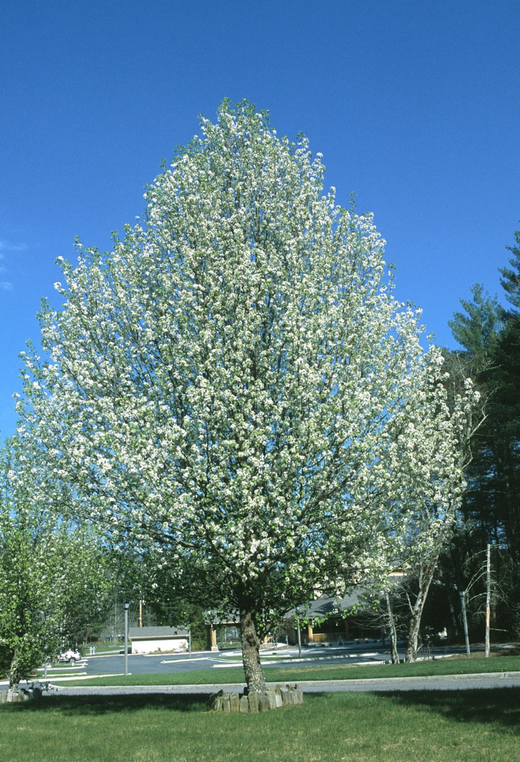 ORNAMENTAL PEAR BRADFORD 40CM