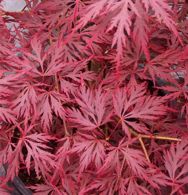 ACER RED DRAGON 40CM