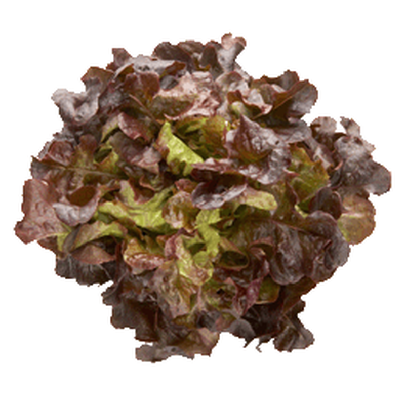 LETTUCE MIGNONETTE MIX VP PUNNET