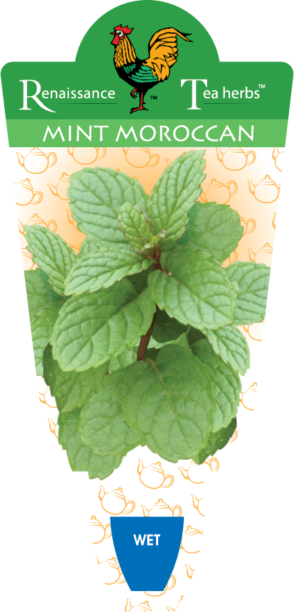 MINT MOROCCAN TEA 9.5CM POT