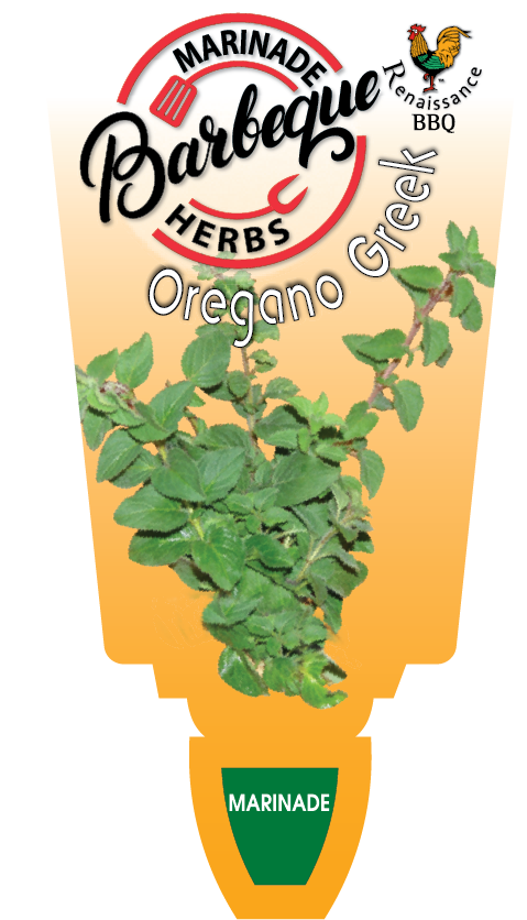 OREGANO GREEK 9.5CM POT