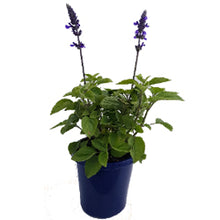 Load image into Gallery viewer, SALVIA ELITE SAPPHIRES 15CM POT
