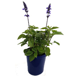 SALVIA ELITE SAPPHIRES 15CM POT