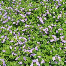 Load image into Gallery viewer, SCAEVOLA MAUVE CLUSTERS 14CM POT
