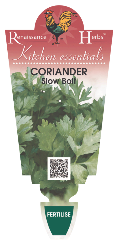 CORIANDER COMMON 9.5CM POT