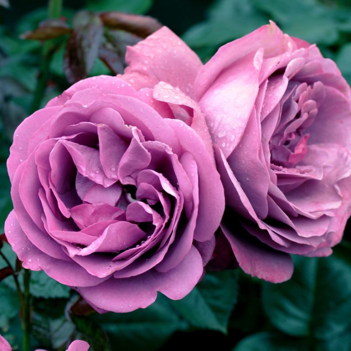 Rose Thank You 25cm